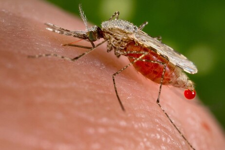 Una zanzara Anopheles stephensi, tra i principali vettori di malaria in Asia (fonte: Jim Gathany / CDC)